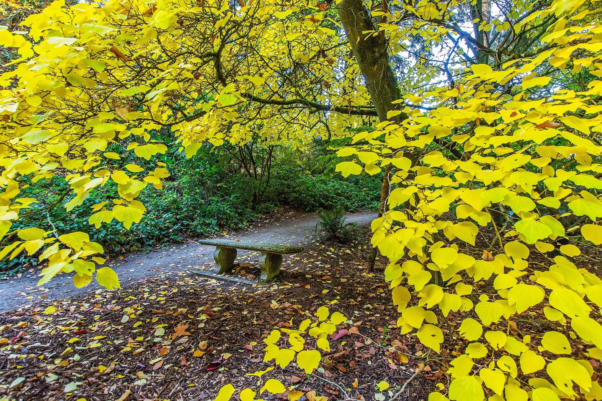 Парк с желтыми листьями